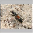 Pterotmetus staphyliniformis - Bodenwanze 01 8-9 mm.jpg